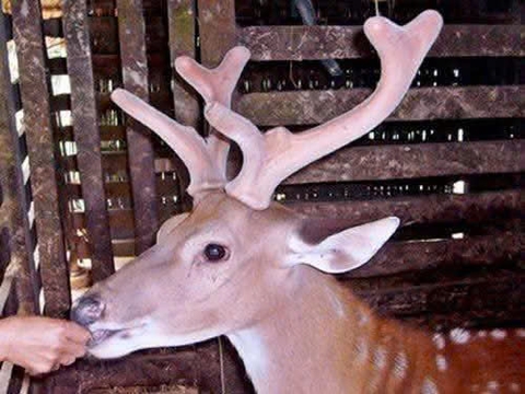 Nhung hươu Trầm Nhân - Thương hiệu nhung hươu hàng đầu Việt Nam