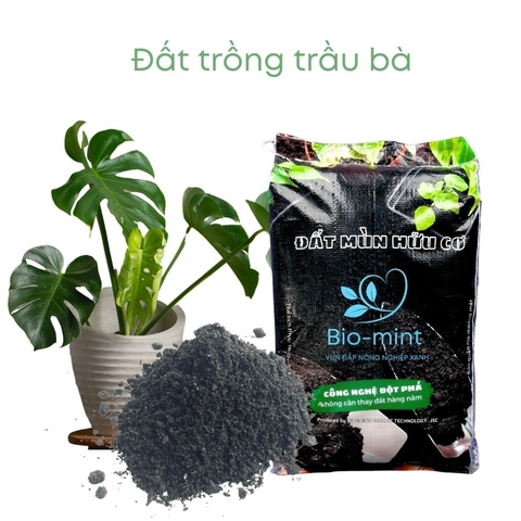 Đất trồng cây trầu bà | đất mùn hữu cơ Bio-mint