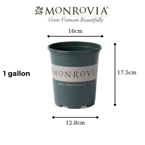 Chậu nhựa Monrovia 1 gallon