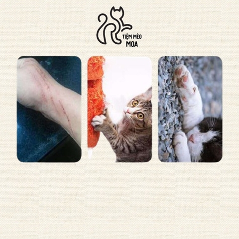 ⚡️TẶNG CATNIP⚡️  Cào móng cho mèo 🐟 - Bàn cào cho mèo - Tiệm Mèo Moa
