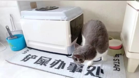 Nhà vệ sinh kín cho mèo - Phụ kiện cho mèo - Tiệm Mèo Moa