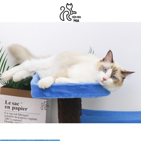 Cattree cây dừa - Cây cào móng cho mèo - Tiệm Mèo Moa