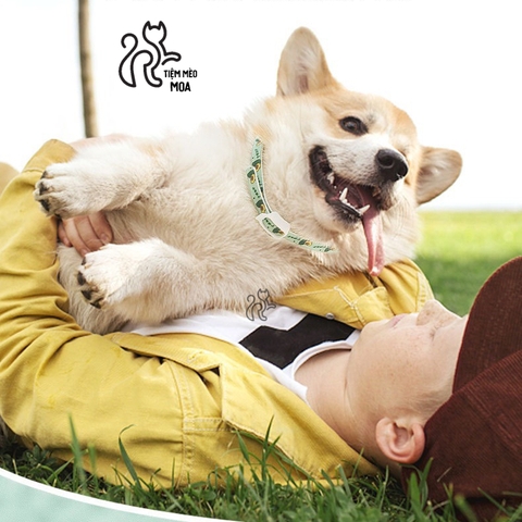 Vòng cổ hỗ trợ trị ve, rận cho thú cưng thành phần tinh dầu thực vật - Tiệm Mèo Moa