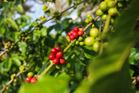T-Brew Fine Robusta CoffeeT-Brew 越南精品罗布斯塔咖啡