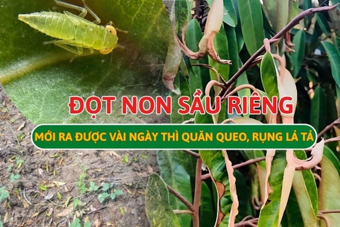 Rầy Xanh Hại Sầu Riêng: Cách Nhận Diện & Cách Đặc Trị Tận Gốc