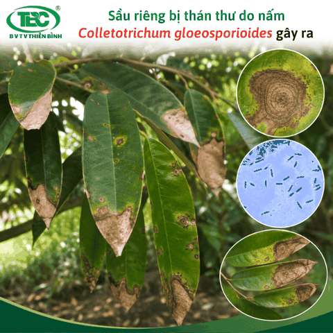 Bệnh thán thư sầu riêng: Quy trình xử lý và phòng trừ hiệu quả nhất
