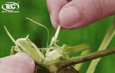 CÁCH TRỊ SÂU ĐỤC THÂN LÚA VÀ BIỆN PHÁP PHÒNG TRỪ HIỆU QUẢ