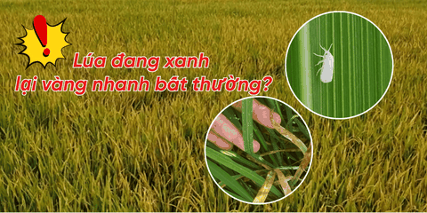 Rầy Phấn Trắng Trên Lúa: Dấu Hiệu, Tác Hại & Thuốc Đặc Trị Tận Gốc