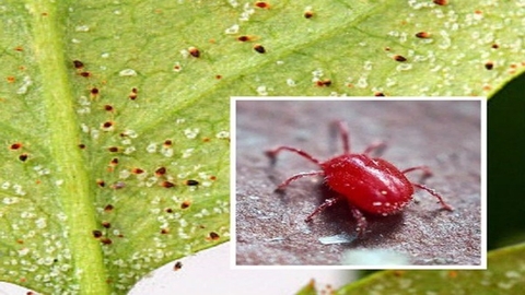 DẤU HIỆU SẦU RIÊNG BỊ NHỆN ĐỎ VÀ TÌM HIỂU CÁCH XỬ LÝ NHỆN ĐỎ TRÊN SẦU RIÊNG