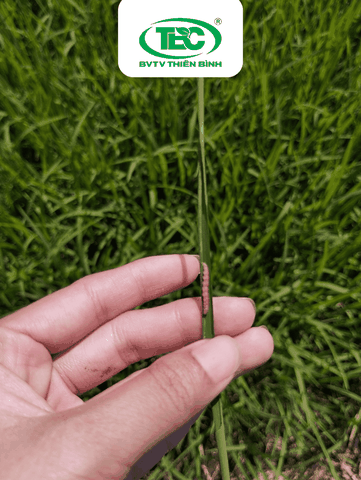 Phòng Trừ và Nhận Biết Sâu Cuốn Lá Trên Lúa – Giải Pháp Hiệu Quả cho Vụ Mùa Bội Thu