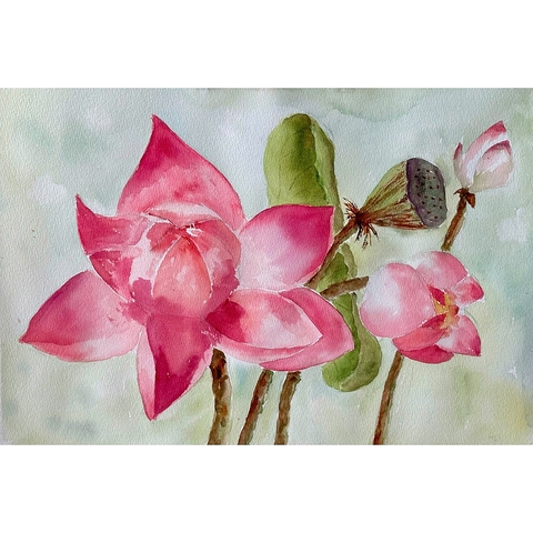Tranh Màu Nước - Sen Huyết - ADC22
