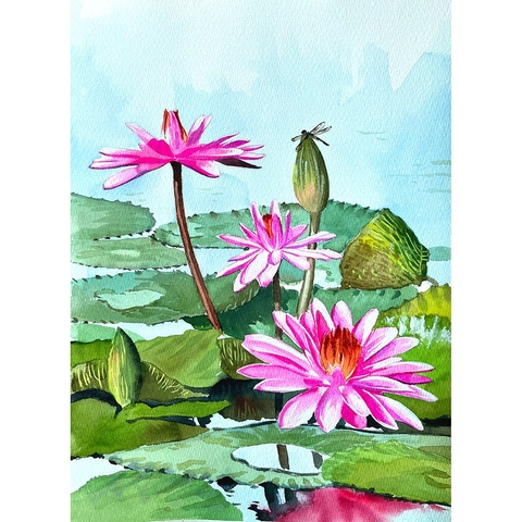 Tranh Màu Nước - Mùa Hoa Súng - ADC50