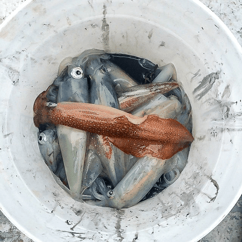 Squid - Northern California