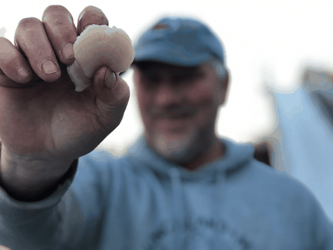 Sea Scallops - Maine