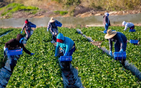 [Hy Lạp]  Đơn hàng nông nghiệp