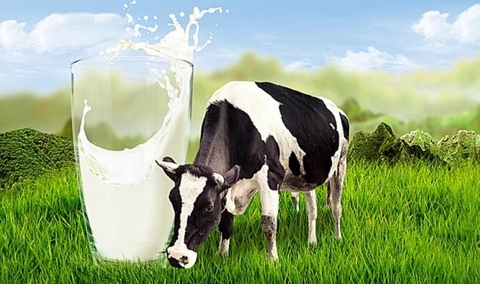 TẠI SAO SỮA BÒ NEW ZEALAND ĐƯỢC ĐÁNH GIÁ CAO TRÊN TOÀN THẾ GIỚI?