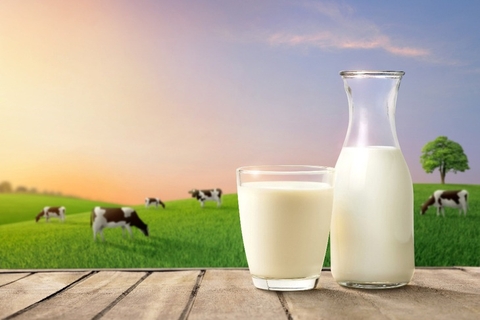SỮA BỘT NEW ZEALAND: BẢO CHỨNG CHO CHẤT LƯỢNG VƯỢT TRỘI