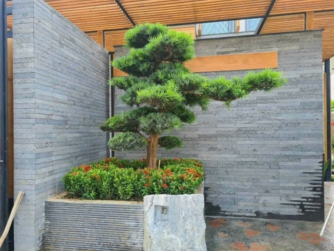 Đá bazan tổ ong