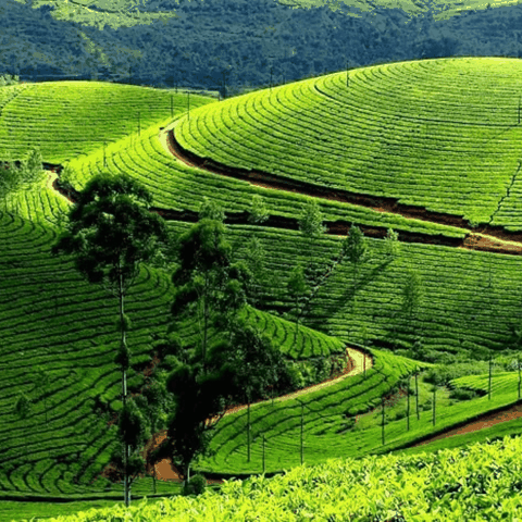 BẢN SẮC XỨ TRÀ (Thái Nguyên City Tour - nửa ngày)