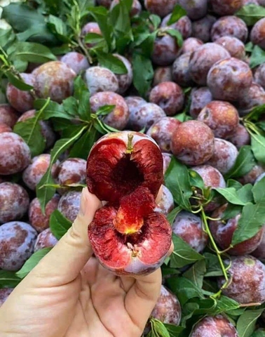 Tinh túy Punhi - Khách sỉ