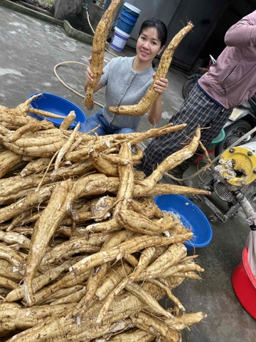 Bột sắn quê giống cũ Thái Bình