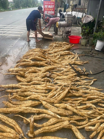 Bột sắn quê giống cũ Thái Bình