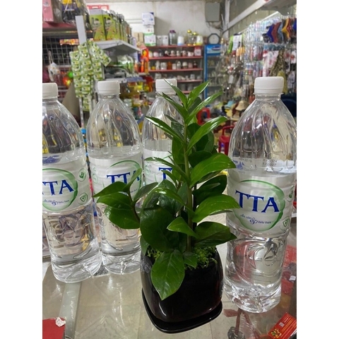 Nước TTA (nguyên thùng, miễn ship toàn quốc)