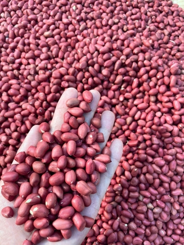 [1kg] Đỗ lạc đỏ Thái Bình (đậu phộng)