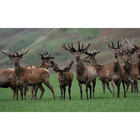 VIÊN UỐNG BỒI BỔ VIGOR Good Health, Deer Velvet, NEW ZEALAND, 50 viên