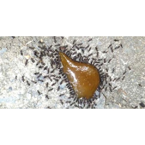 [Hàng New Zealand] HỘP BẪY / GEL  BÃ KIẾN Kiwicare No Ants Bait Stations (2 x 2.5g) / Gel Bait (30g)