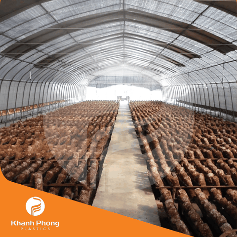 Màng nhà kính trồng nấm