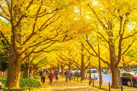CHƯƠNG TRÌNH ĐẶC BIỆT NHẬT BẢN 2026: NÚI PHÚ SĨ – TOKYO CITY TOUR – NIKKO LÁ VÀNG LÁ ĐỎ
