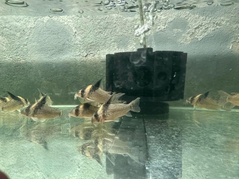 Corydoras Cw27 Wild sz 6-7cm
