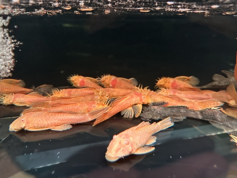 Cá Shortfin gold size sinh sản