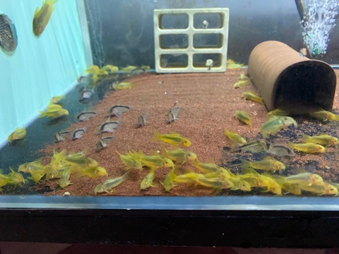 Chuột gold lazer size 3cm