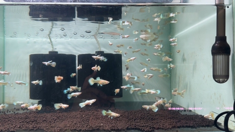Cá bảy màu full gold
