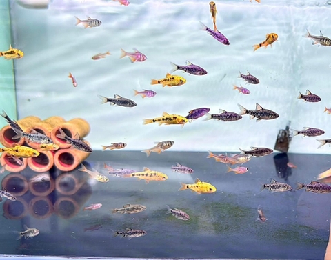 Flame Tetra