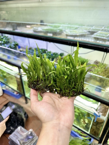 Cây dương xỉ tròn