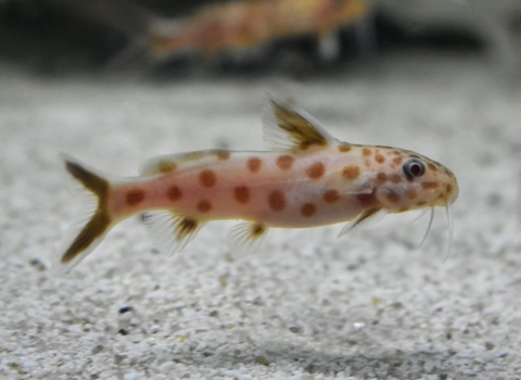 Mèo Petricola Pink sz 3,5-4cm