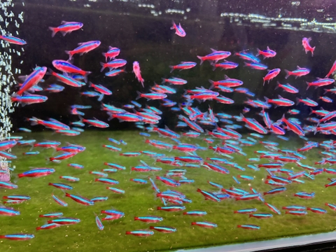 Combo 50con neon vua thường