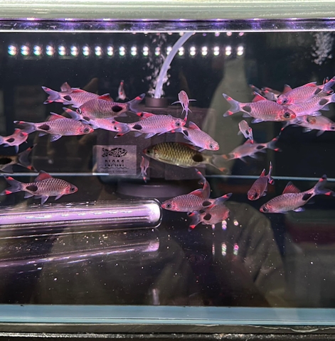 Hồng my bóng đêm ( 6,5-7cm )