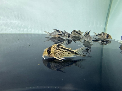 Chuột loxozonus 4,5cm