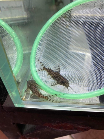 Mèo Trường giang sao