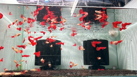 Cá 7 màu Full red
