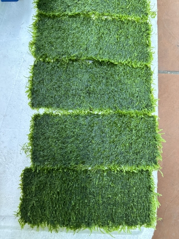 Cây :  Rêu Taiwan vỉ 8x20