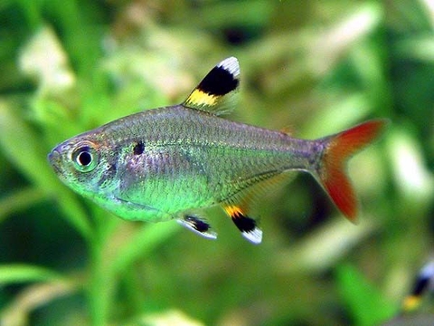 Kỳ tròn