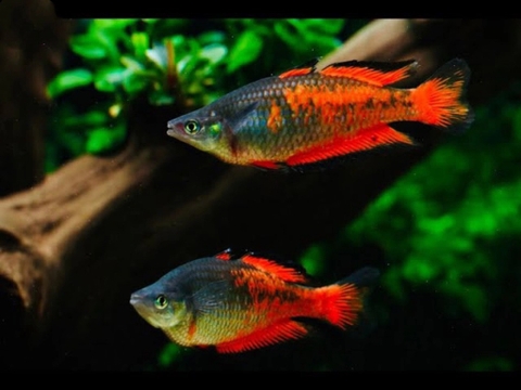 Cầu vồng Parkinsoni size 5-6cm