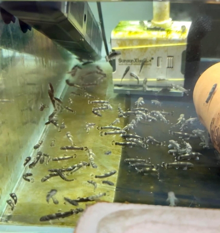 Cá bác sĩ panda size 2-3