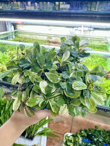 Cây : Bucep Pink ( cốc )