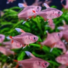 Hoa hồng kỳ - Rosy tetra